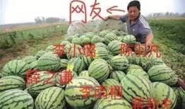 娱乐公司吃瓜,揭秘吃瓜背后的娱乐公司秘密